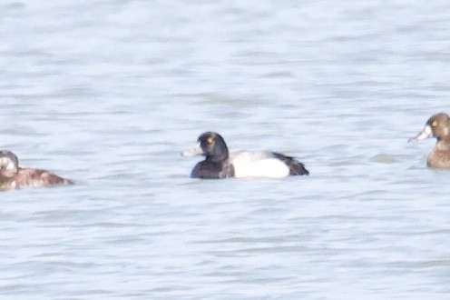 Greater Scaup - ML156334371