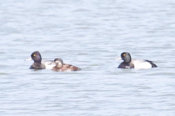 Greater Scaup - ML156334641