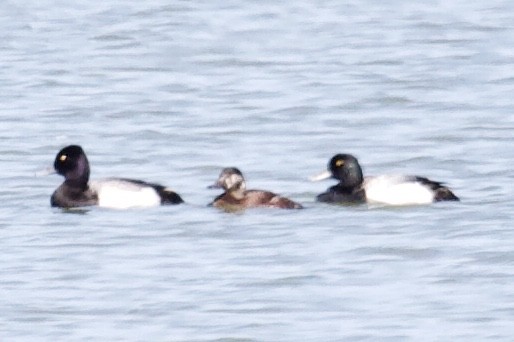 Greater Scaup - ML156334651