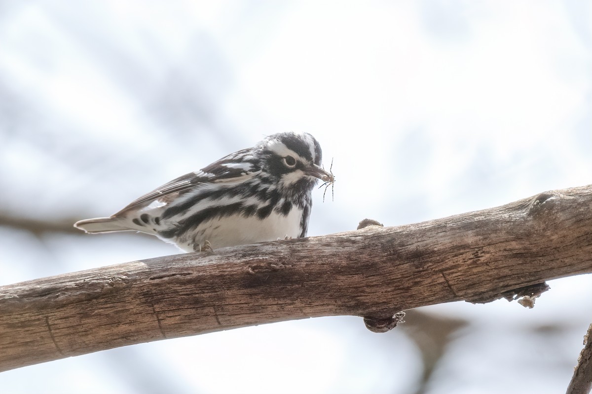 Black-and-white Warbler - ML156335351