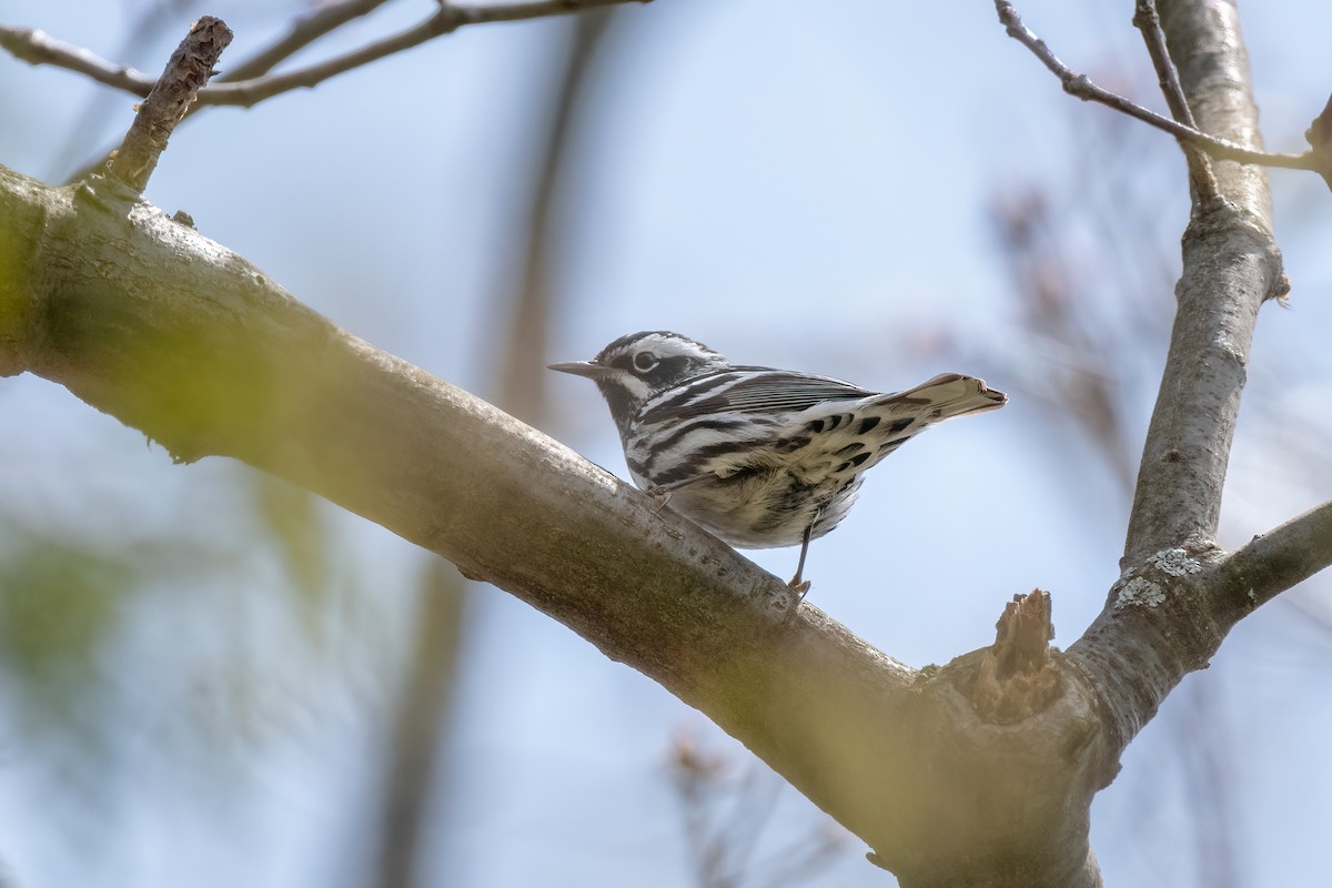 Black-and-white Warbler - ML156335431
