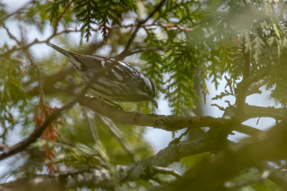 Black-and-white Warbler - ML156335441