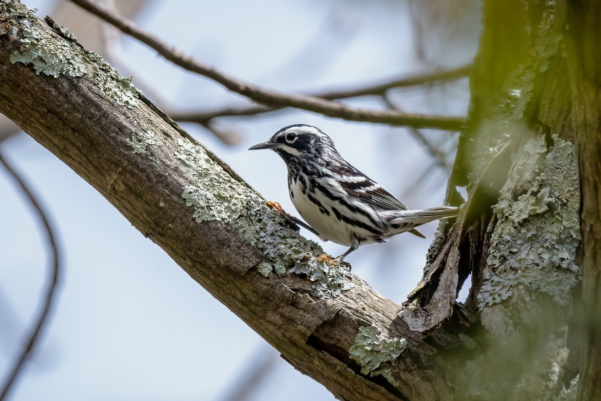 Black-and-white Warbler - ML156335451