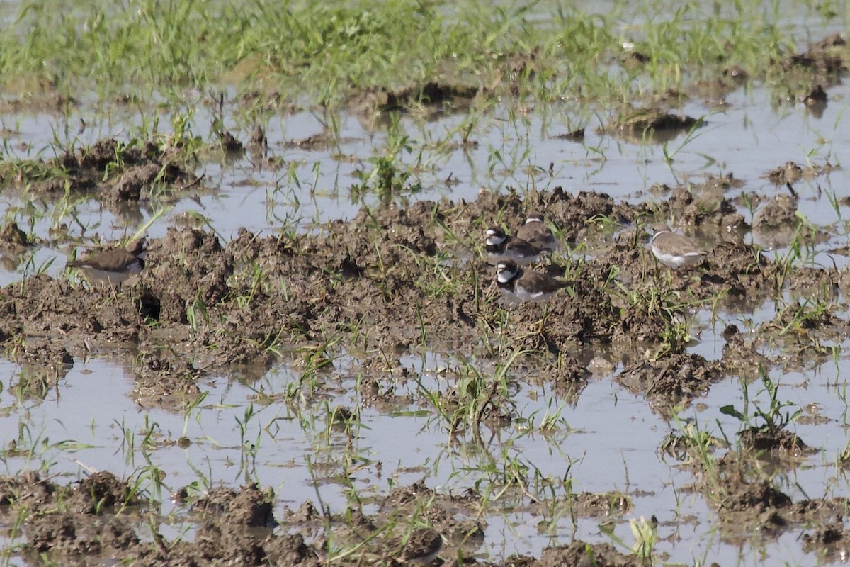 Semipalmated Plover - ML156336171