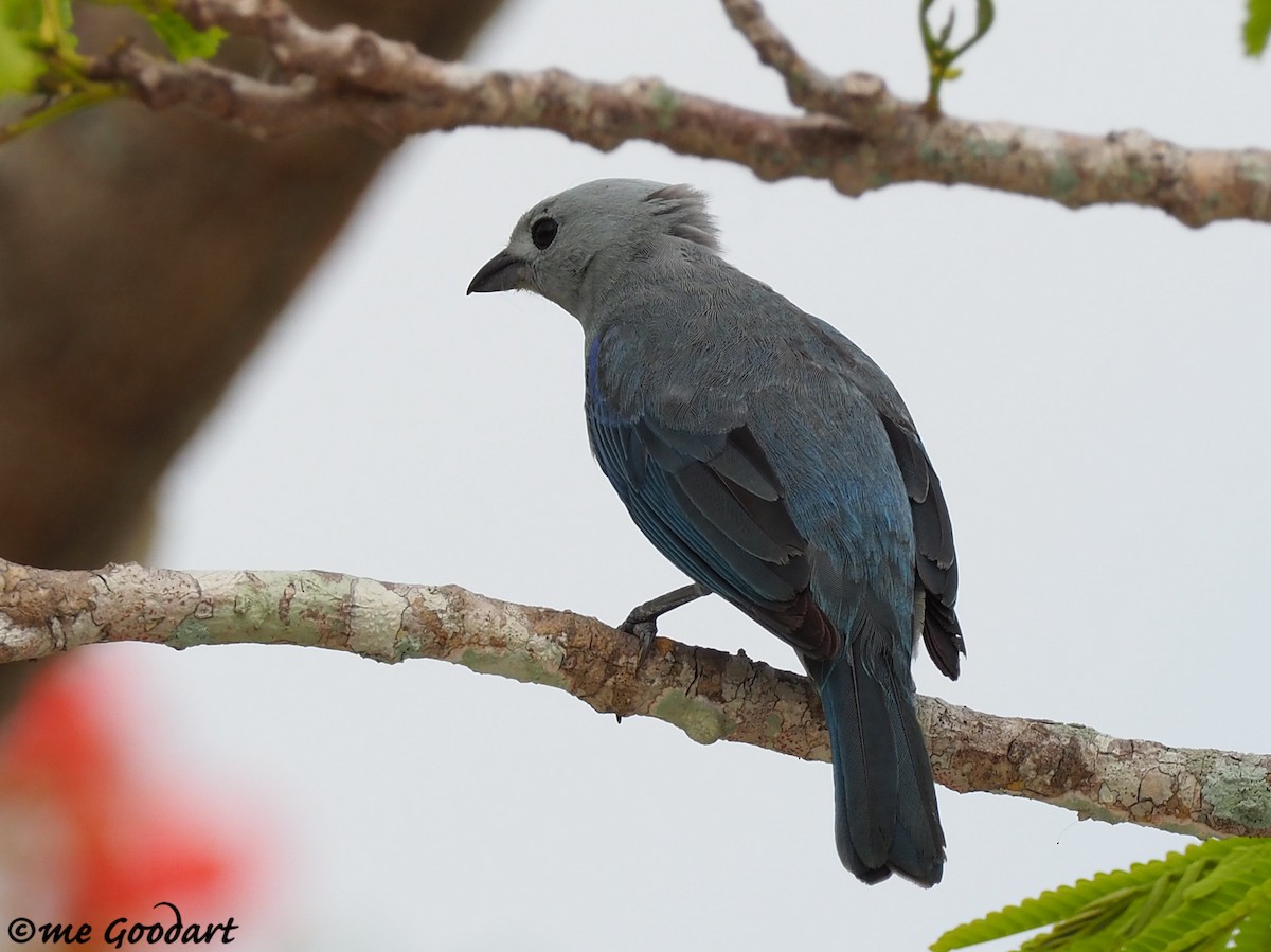 Blue-gray Tanager - ML156336321