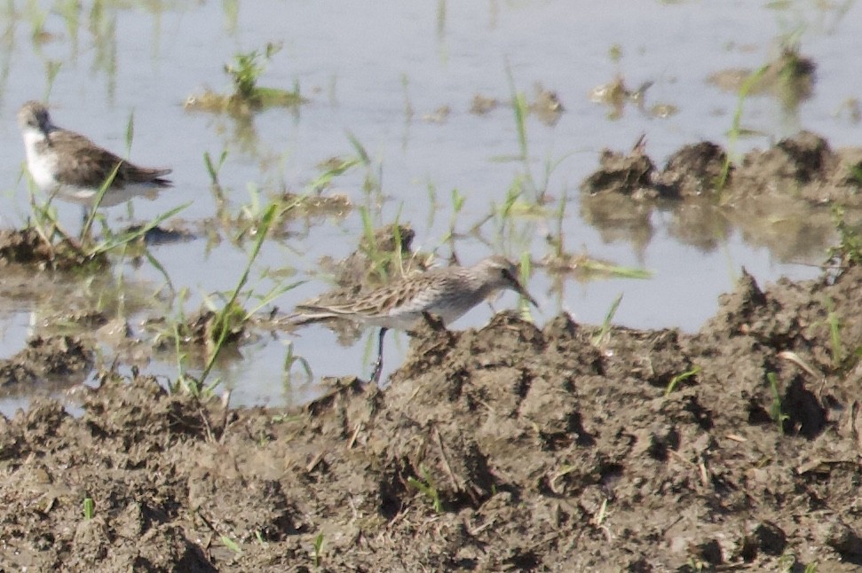 White-rumped Sandpiper - Andrew Bell