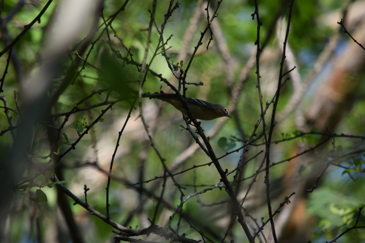 Bay-breasted Warbler - ML156340201