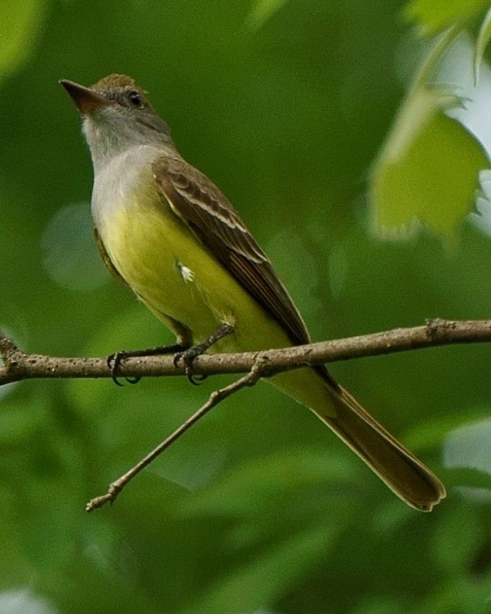 Great Crested Flycatcher - ML156341091