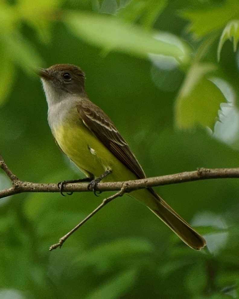 Great Crested Flycatcher - ML156341121