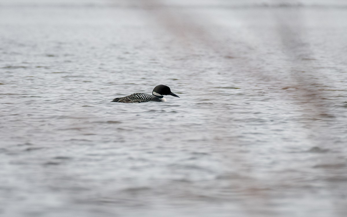 Common Loon - Kyle Tansley