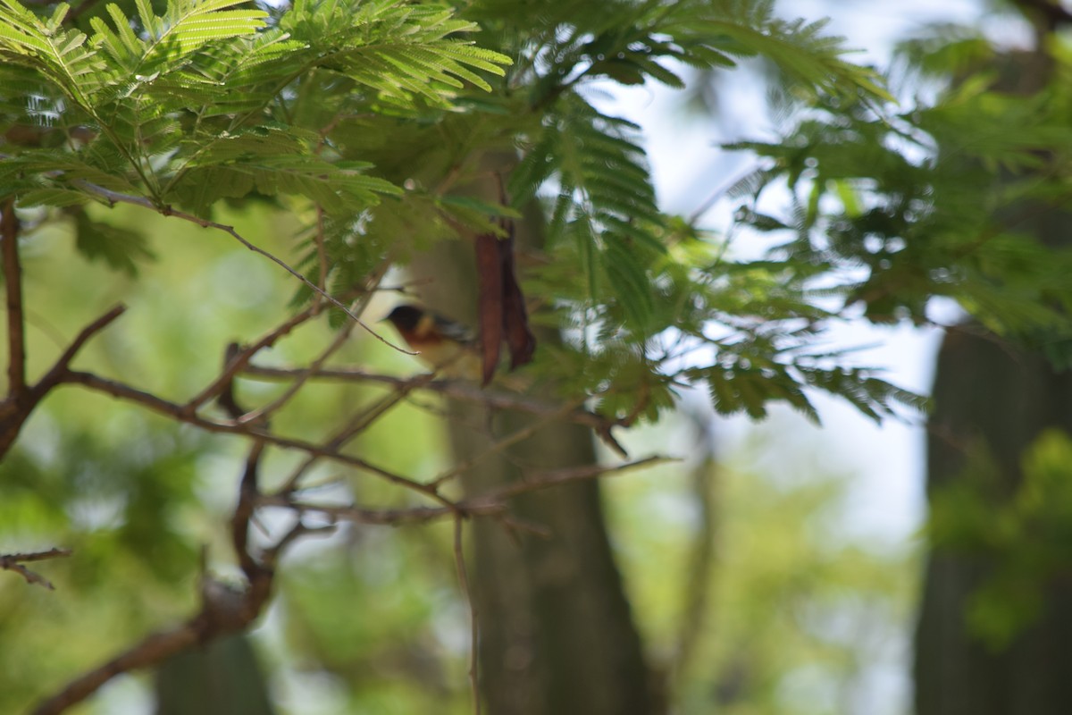 Bay-breasted Warbler - ML156343901