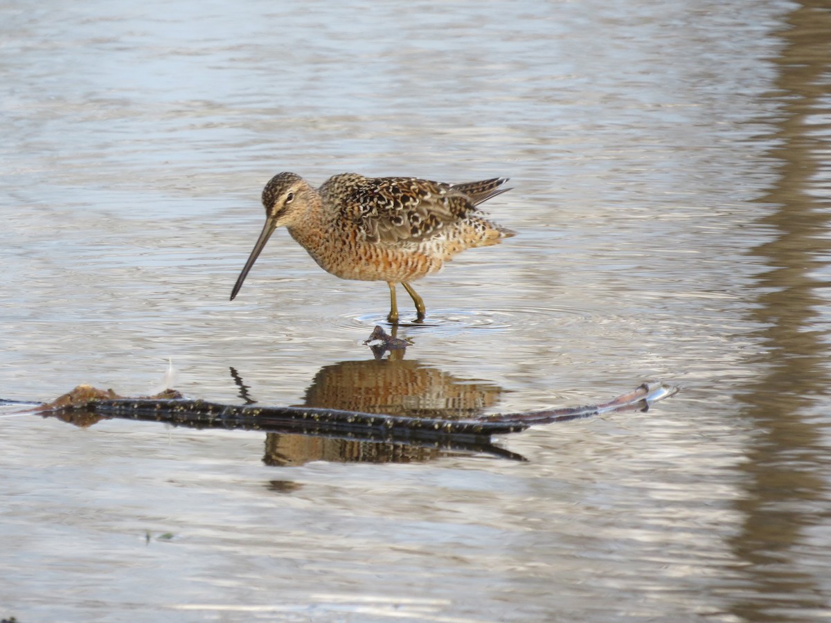 Long-billed Dowitcher - ML156345091