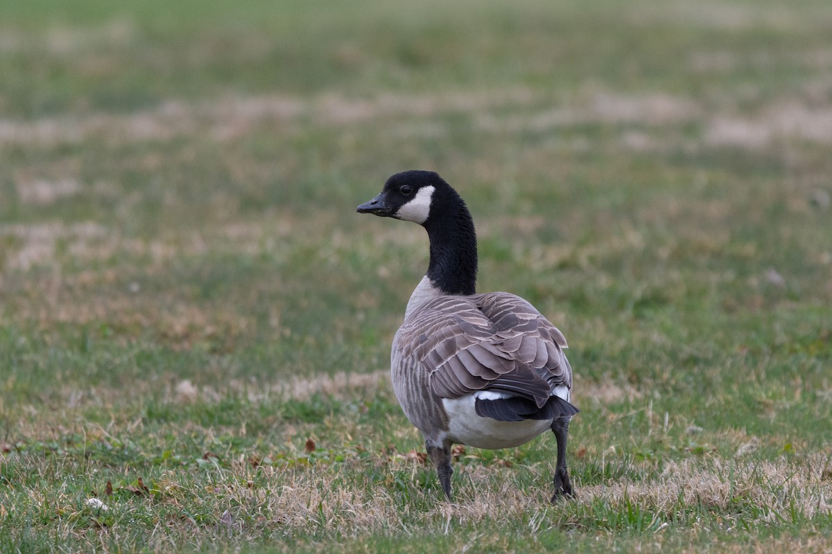 Cackling Goose (Richardson's) - ML156353341