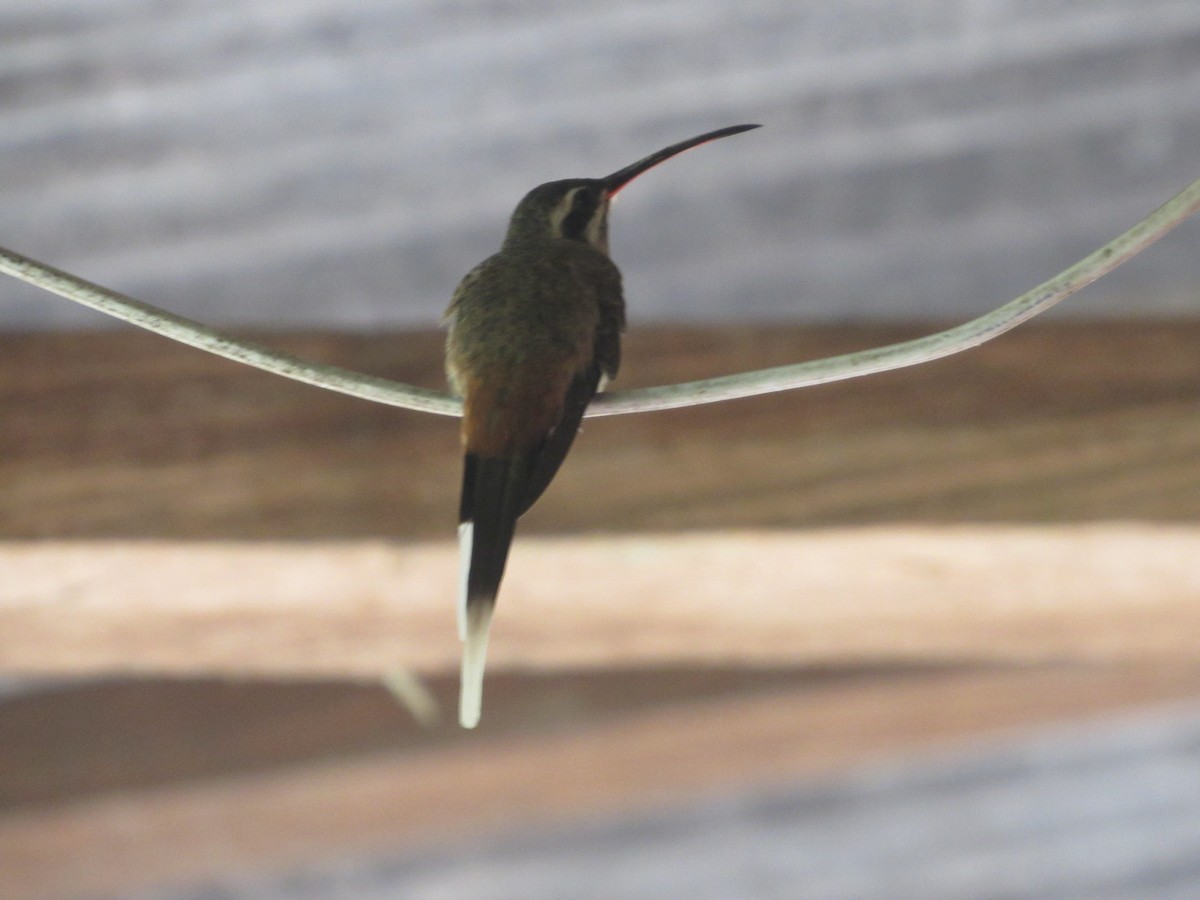 Sooty-capped Hermit - ML156353781