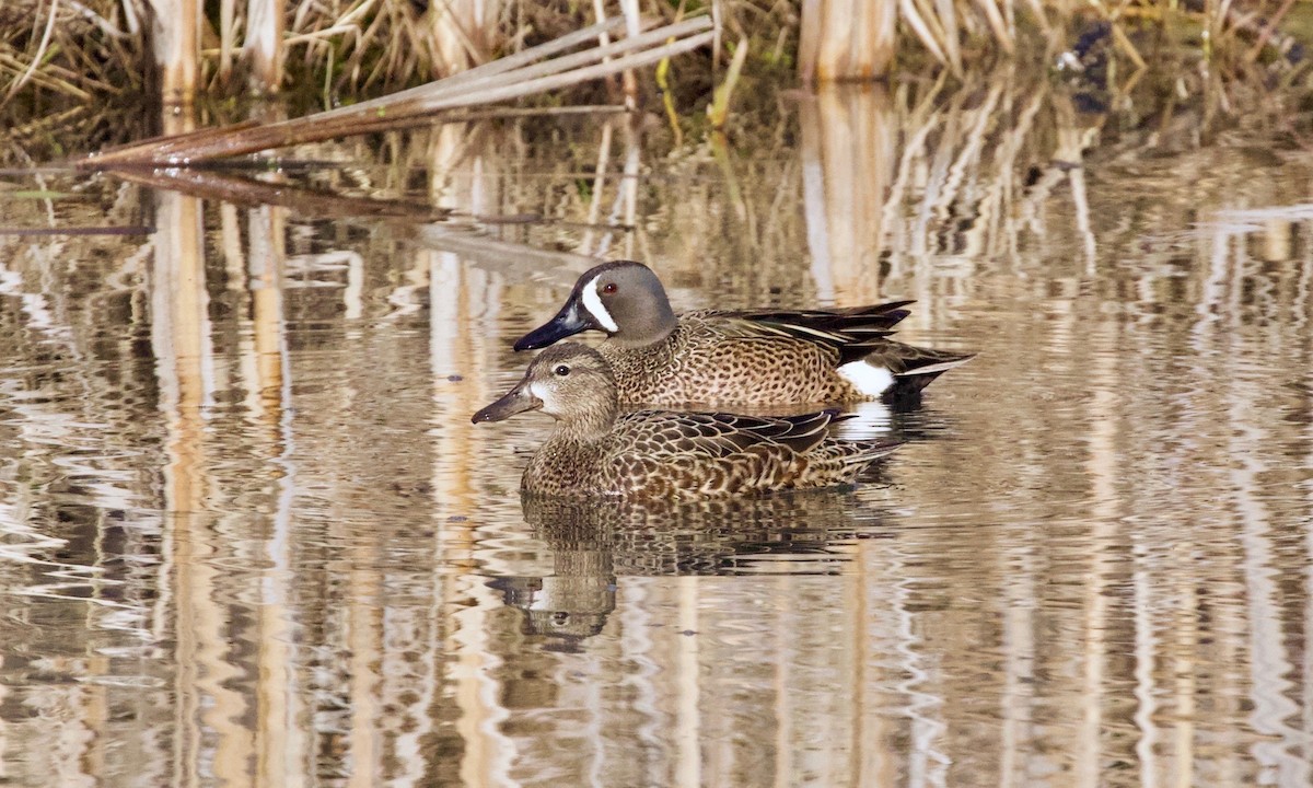 Blue-winged Teal - Adam Dudley