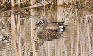 Blue-winged Teal, ML156357611