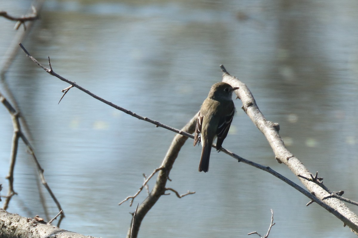 Least Flycatcher - Andrew E and Rebecca A Steinmann
