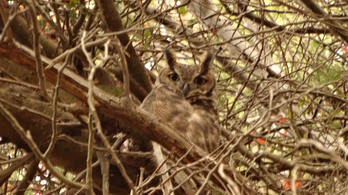 Lesser Horned Owl - Diego Davis Urrea