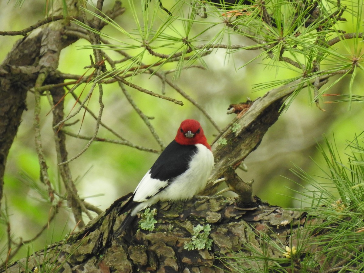Red-headed Woodpecker - ML156359191