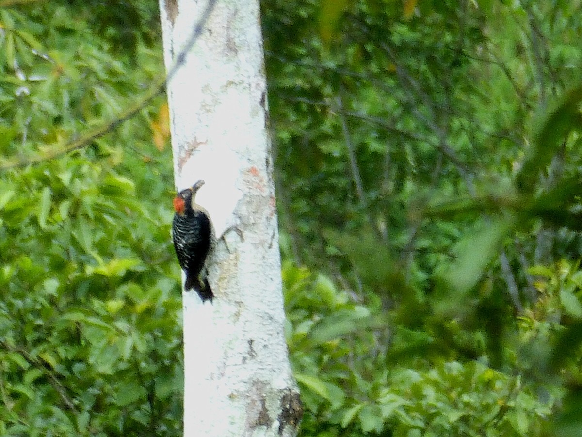 Black-cheeked Woodpecker - ML156362131