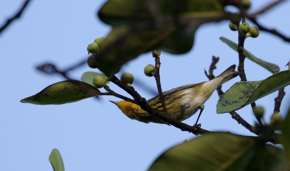 Cape May Warbler - ML156362951