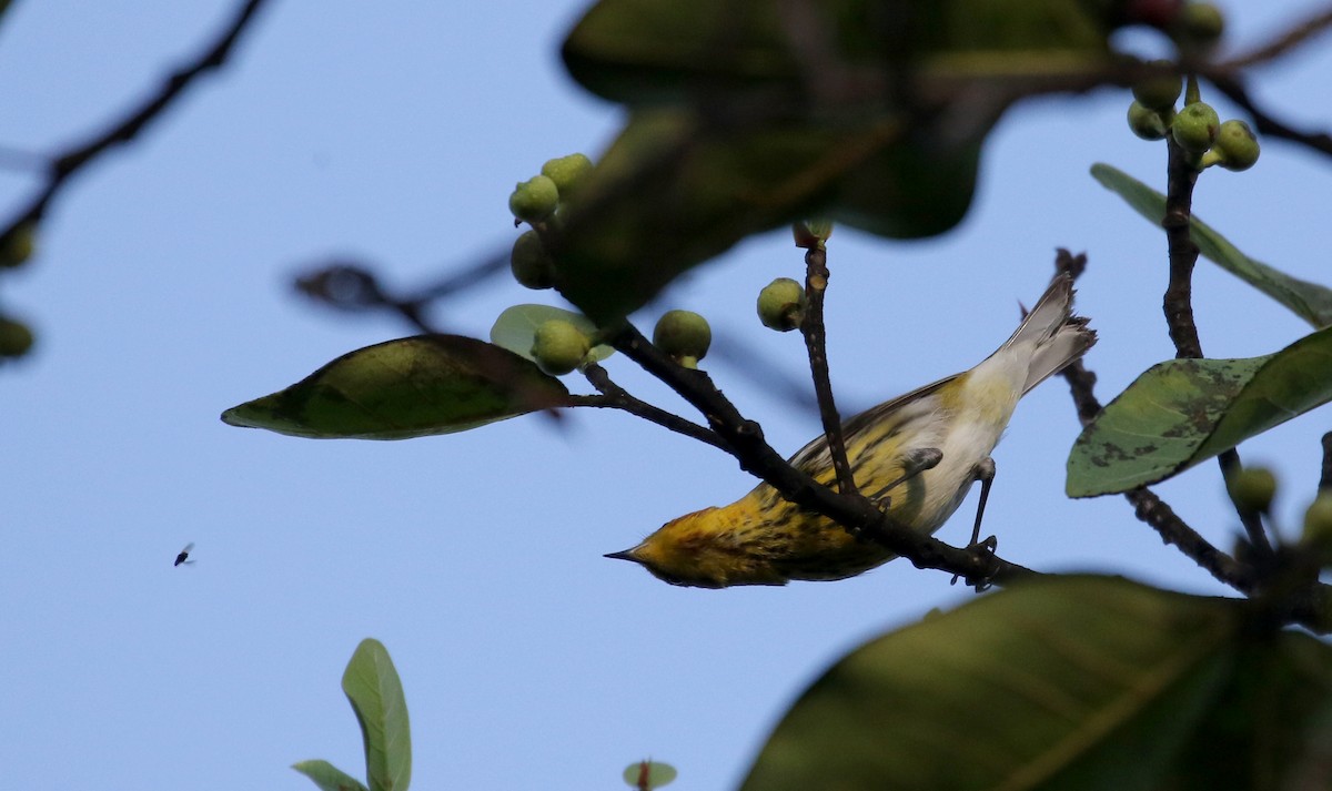 Cape May Warbler - ML156362961