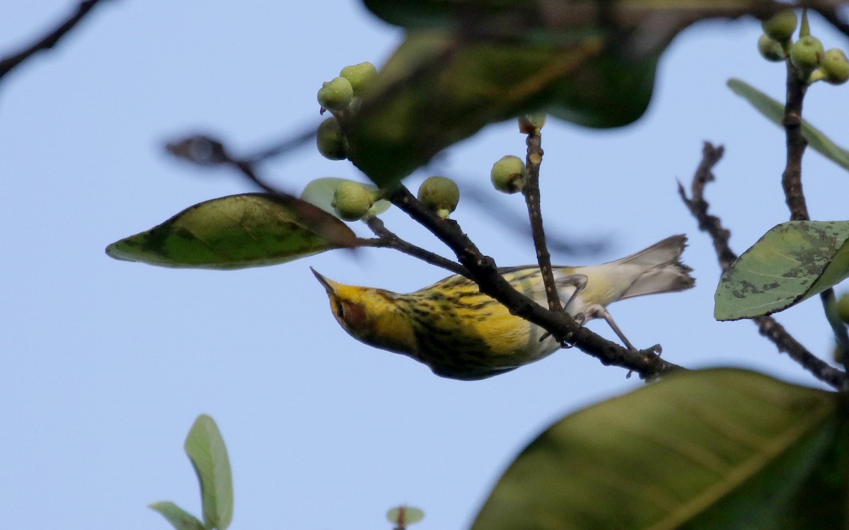 Cape May Warbler - ML156362971