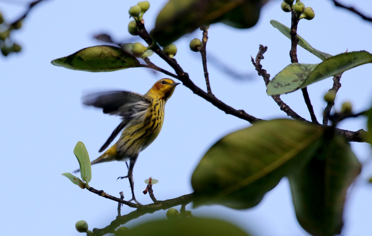 Cape May Warbler - ML156363031