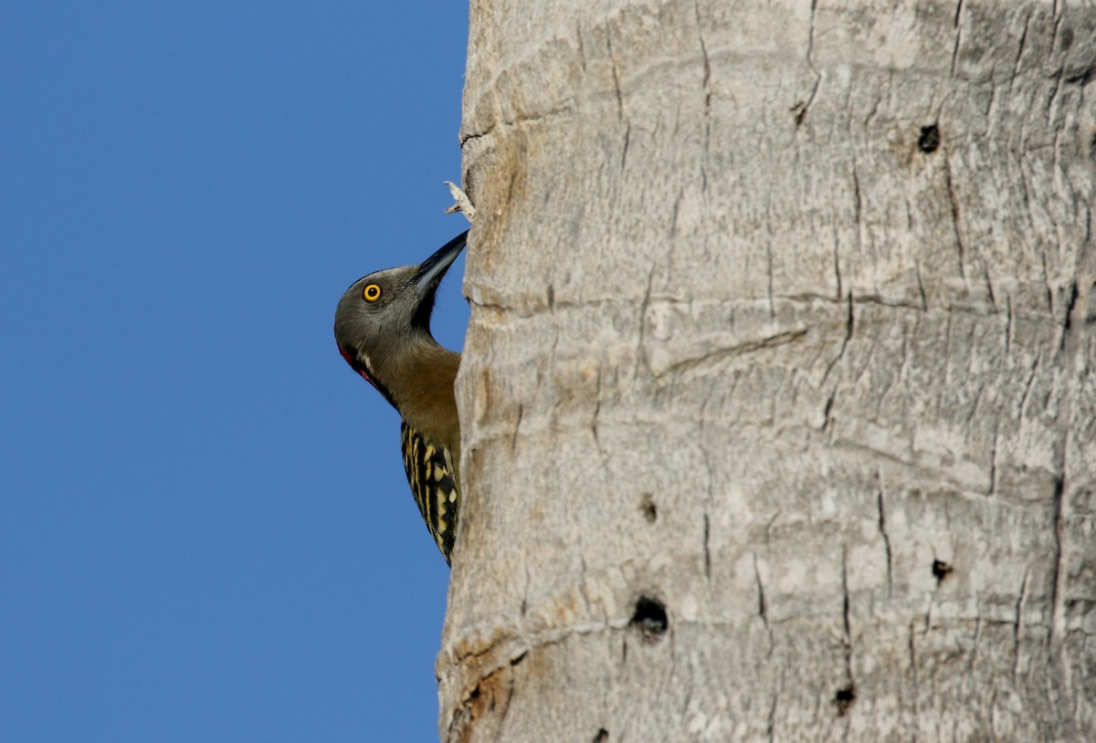Hispaniolan Woodpecker - ML156363611