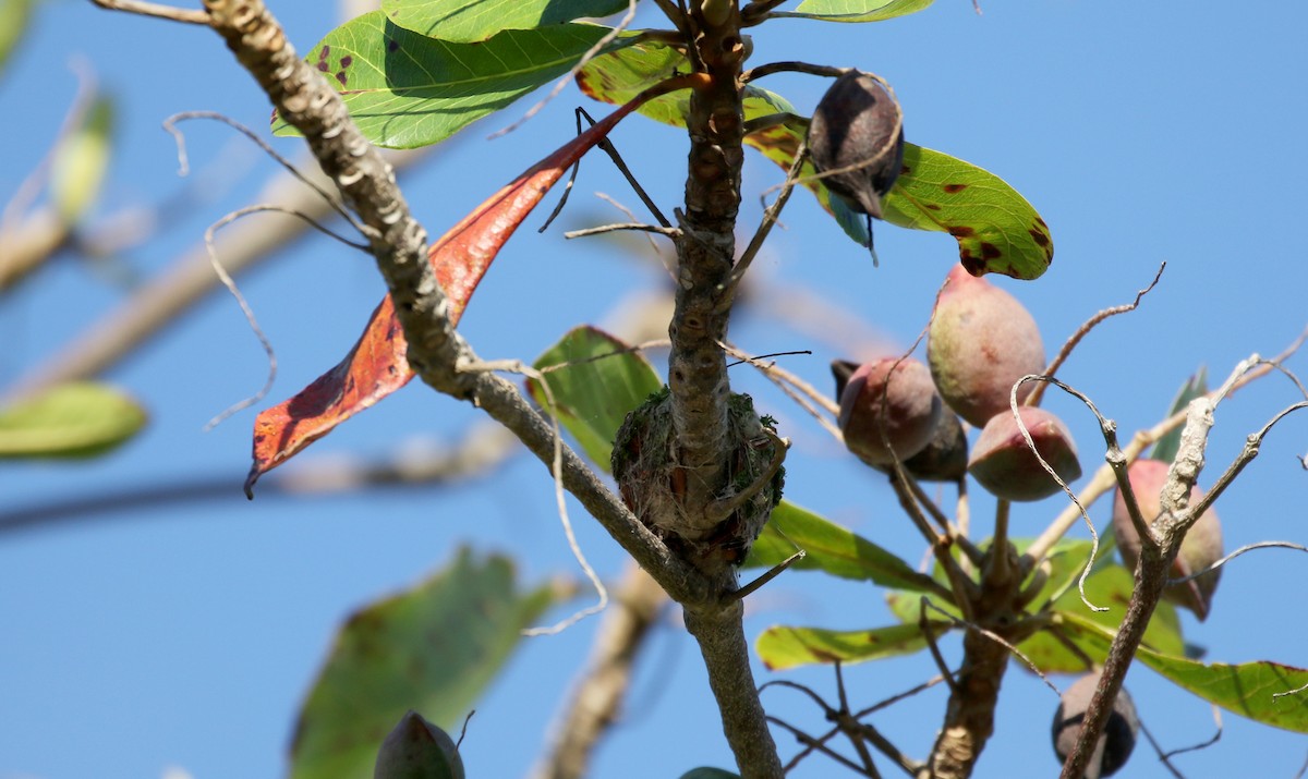 Dominikanermangokolibri - ML156363801