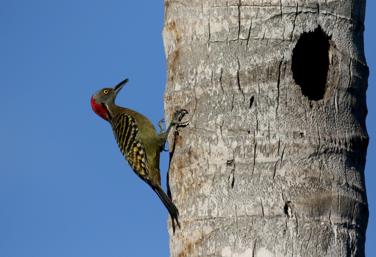 Hispaniolan Woodpecker - ML156363831