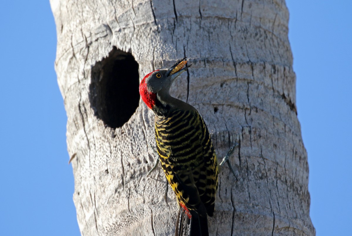 Hispaniolan Woodpecker - ML156363941