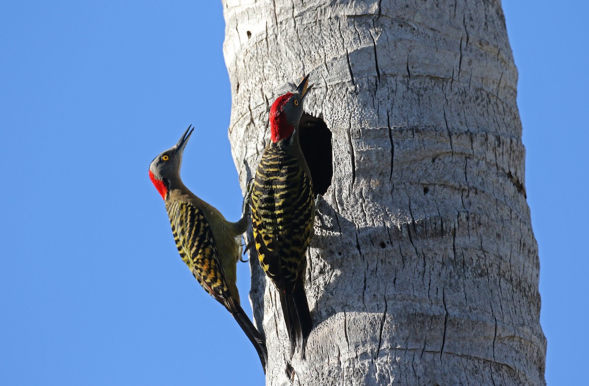 Hispaniolan Woodpecker - ML156364191