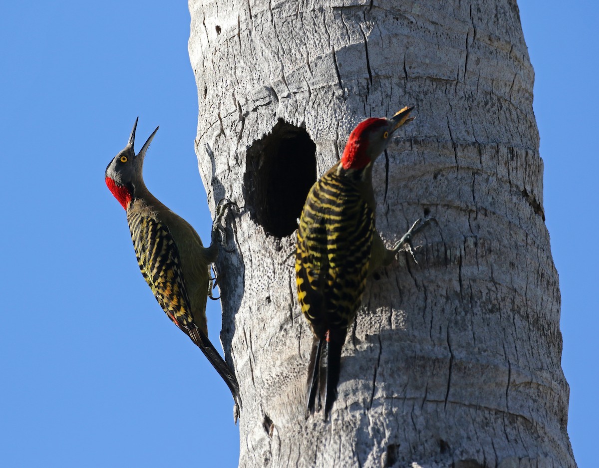 Hispaniolan Woodpecker - ML156364261