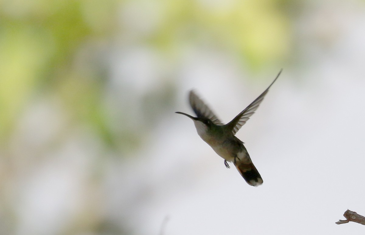 kolibřík hispaniolský - ML156364371