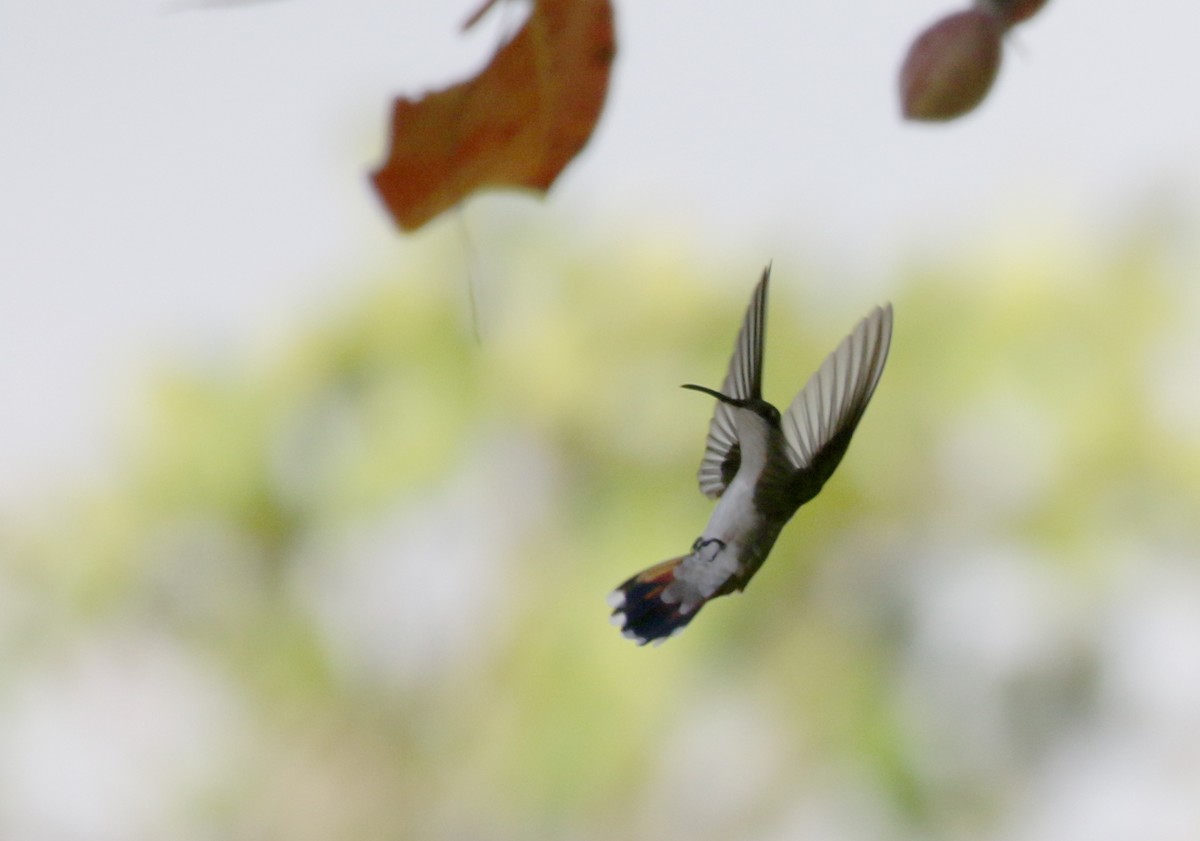 kolibřík hispaniolský - ML156364391