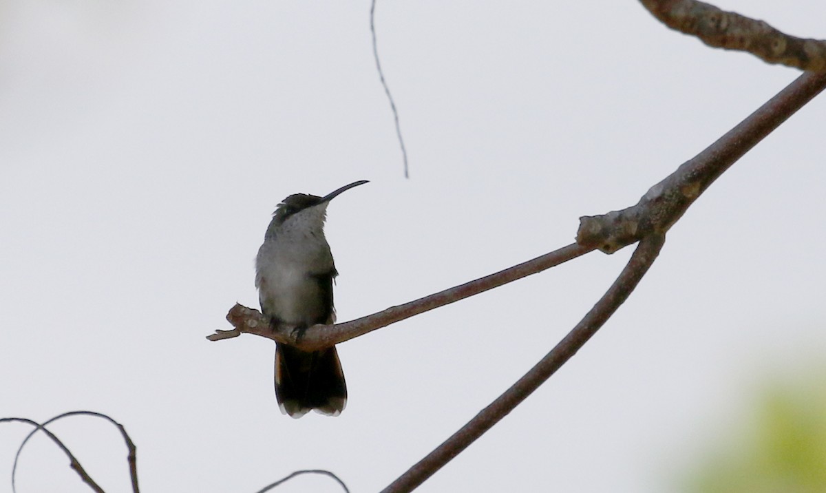 kolibřík hispaniolský - ML156364411
