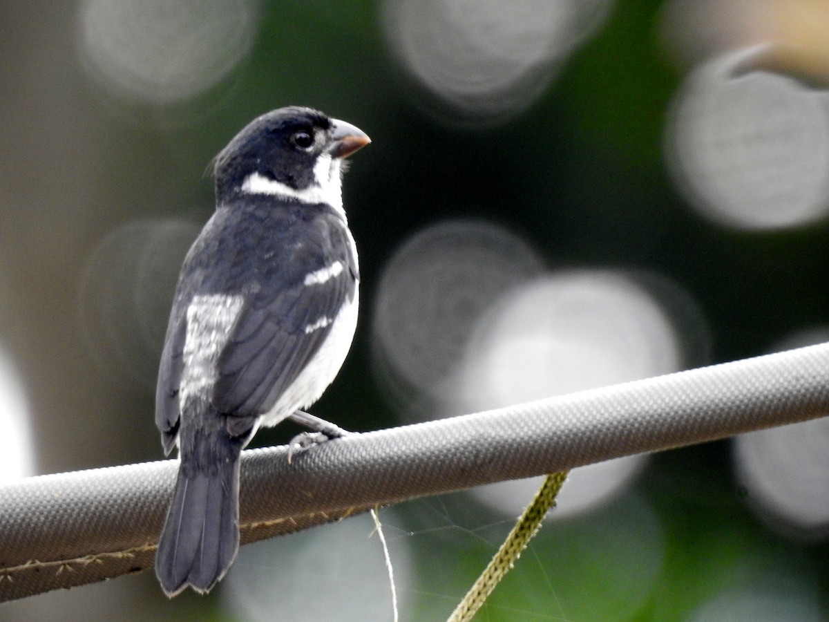 Wing-barred Seedeater (Caqueta) - ML156364791