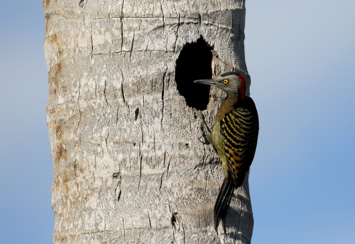 Hispaniolan Woodpecker - ML156364881