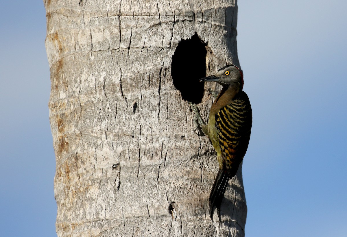 Hispaniolan Woodpecker - ML156365141