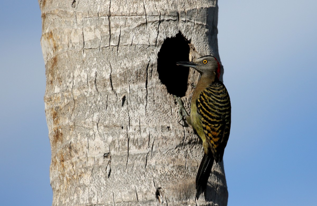 Hispaniolan Woodpecker - ML156365161