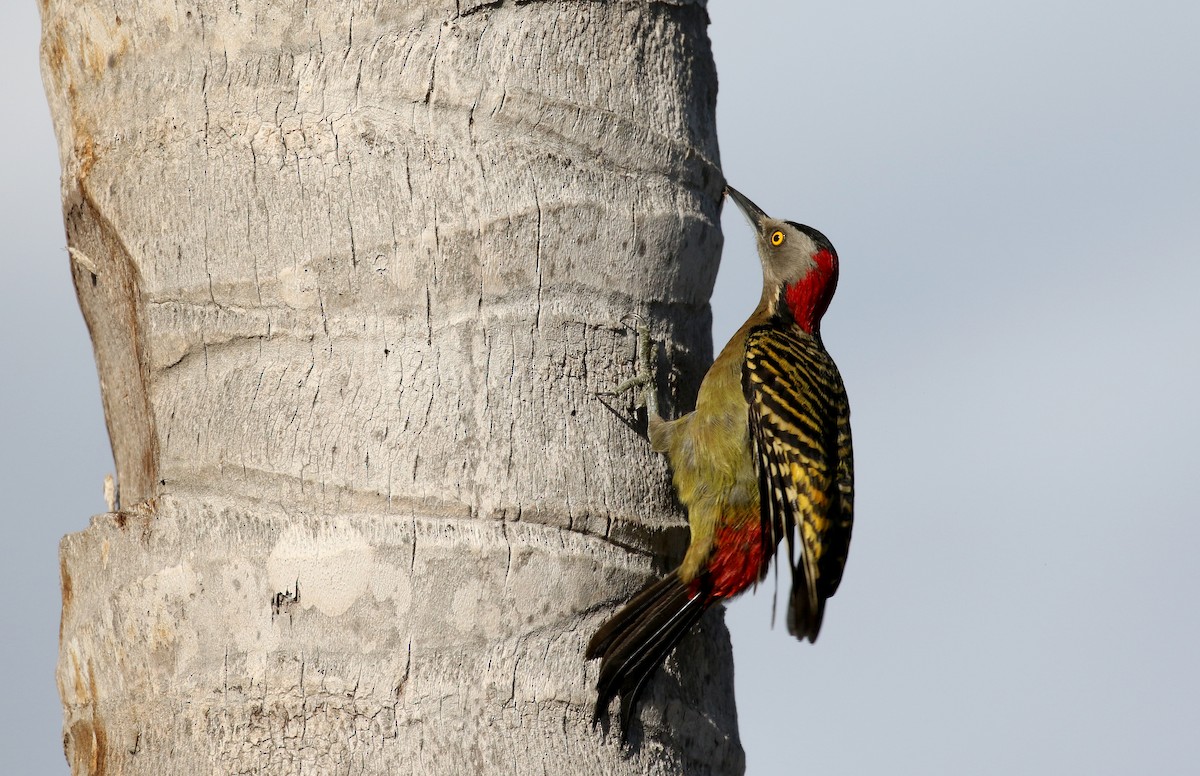 Hispaniolan Woodpecker - ML156365301