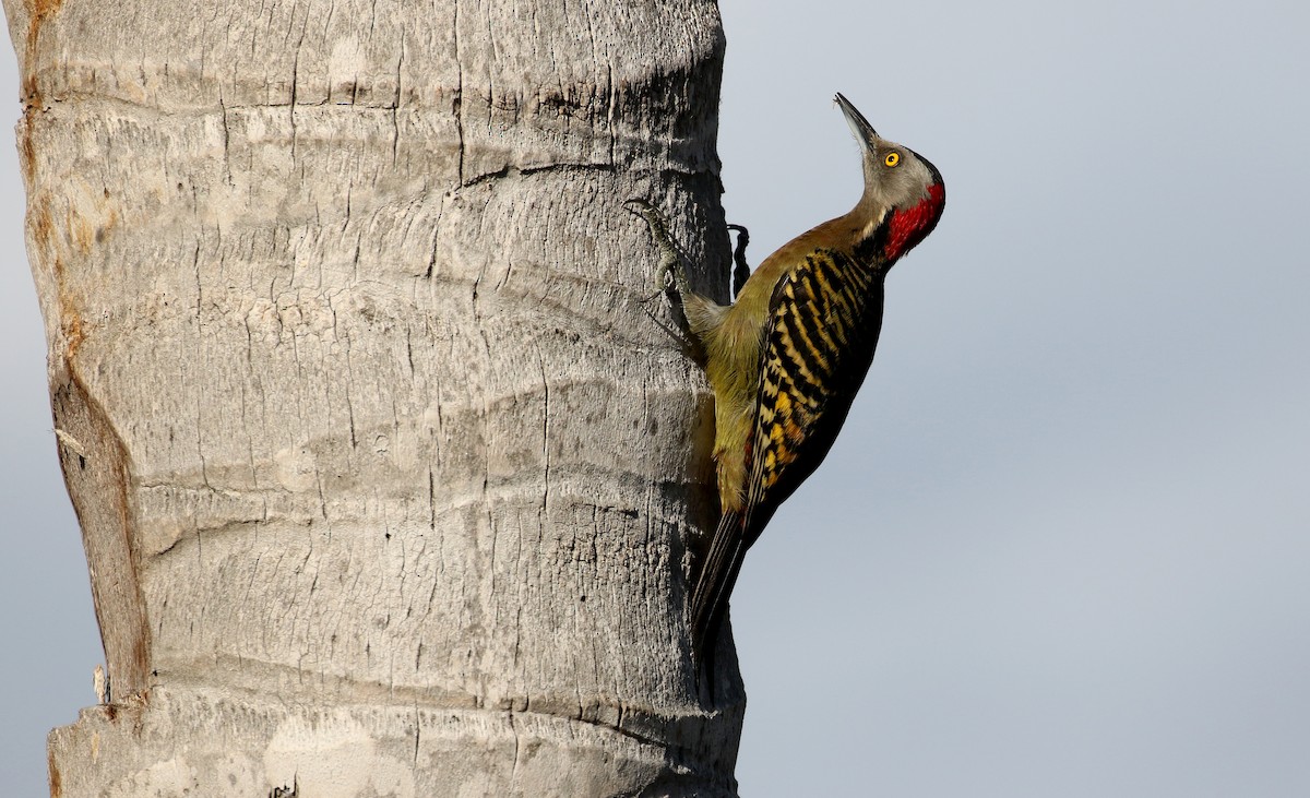 Hispaniolan Woodpecker - ML156365461