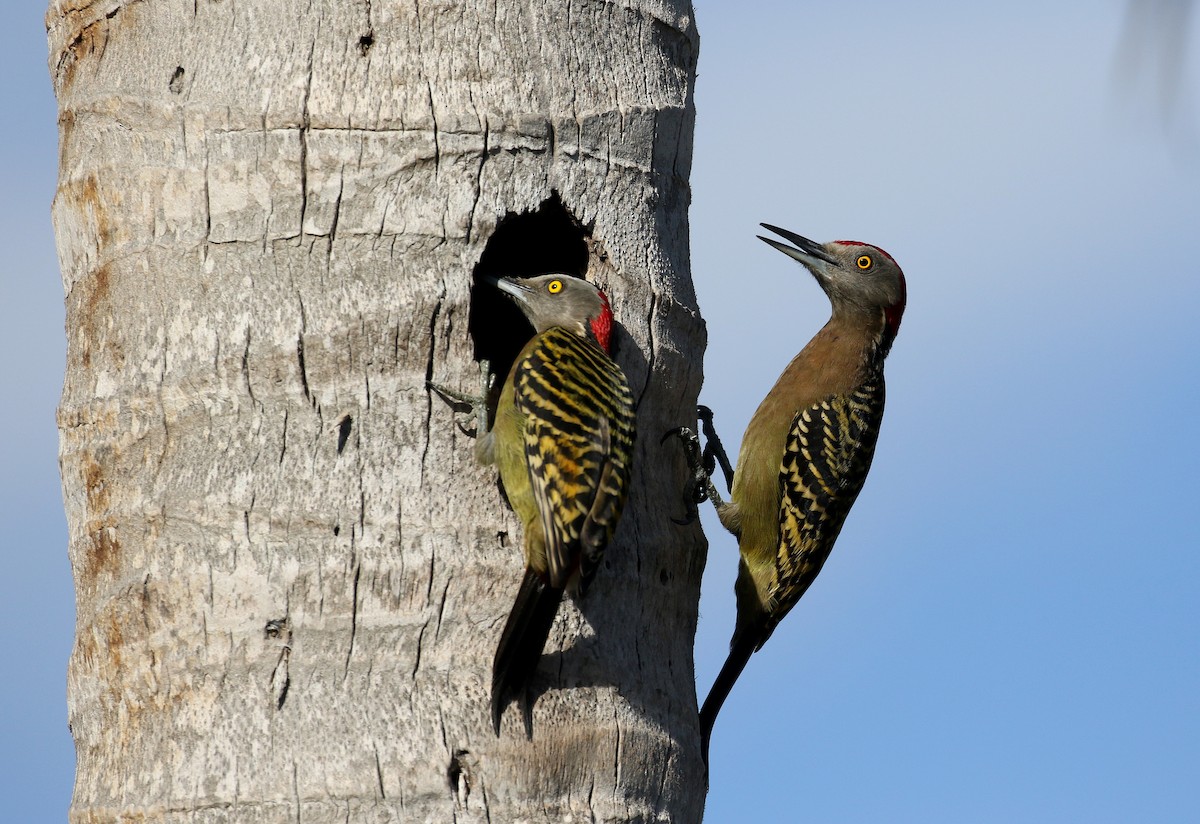 Hispaniolan Woodpecker - ML156370411