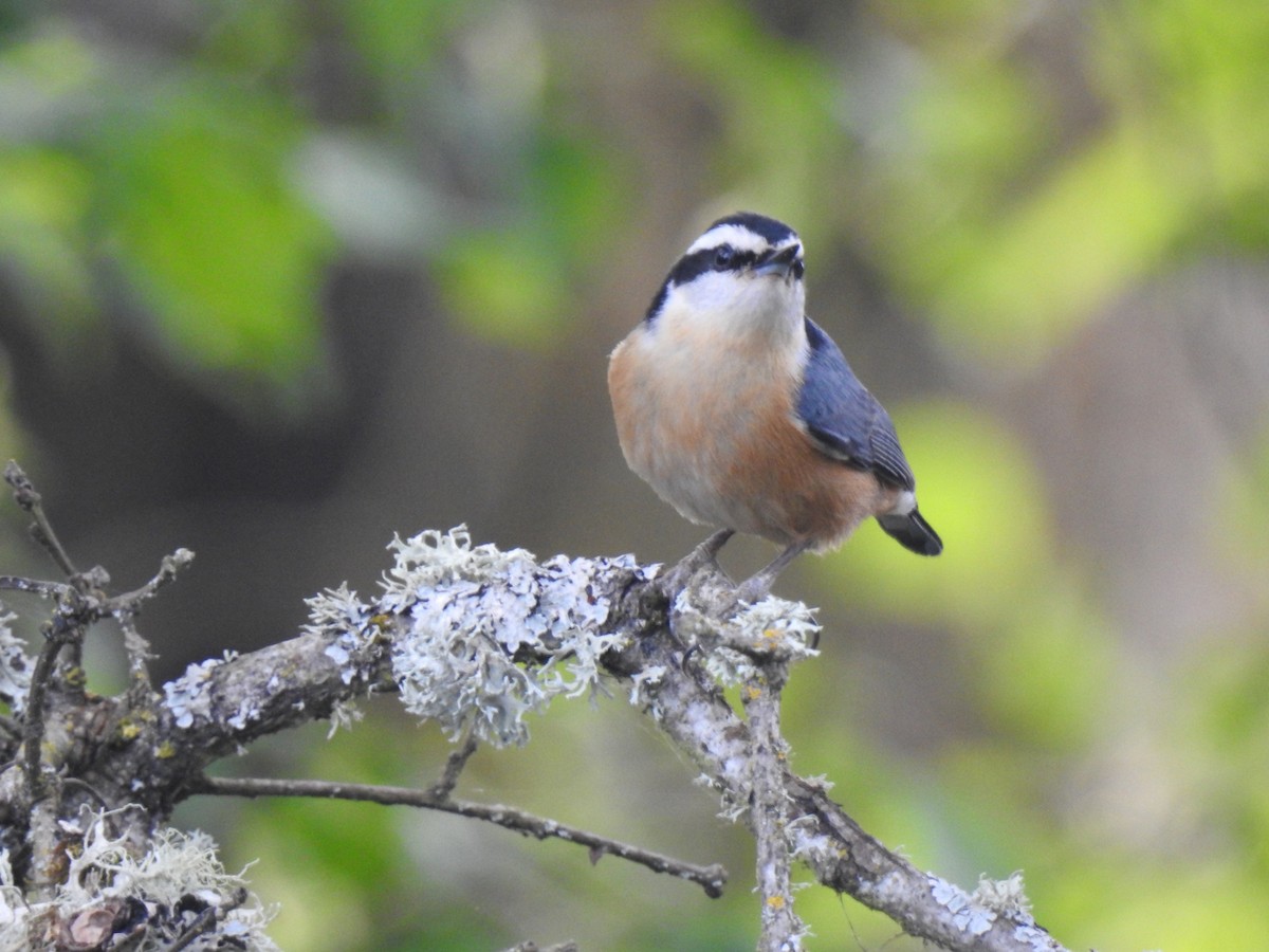Red-breasted Nuthatch - ML156370481
