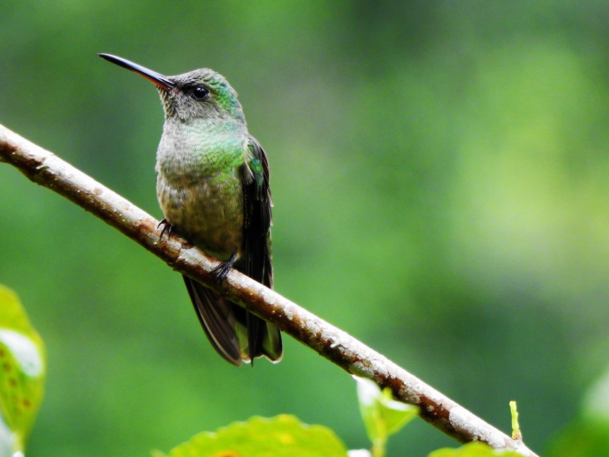 Scaly-breasted Hummingbird - Sharon Wilcox