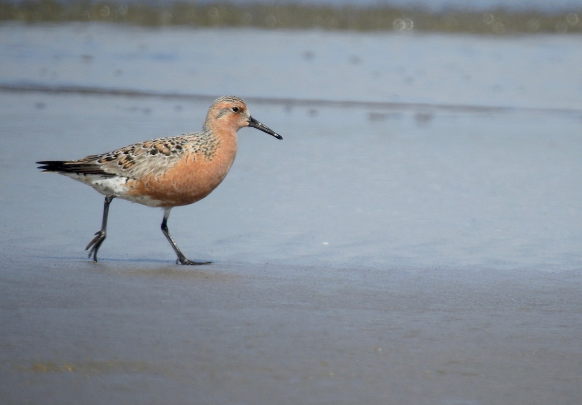 Red Knot - ML156373031