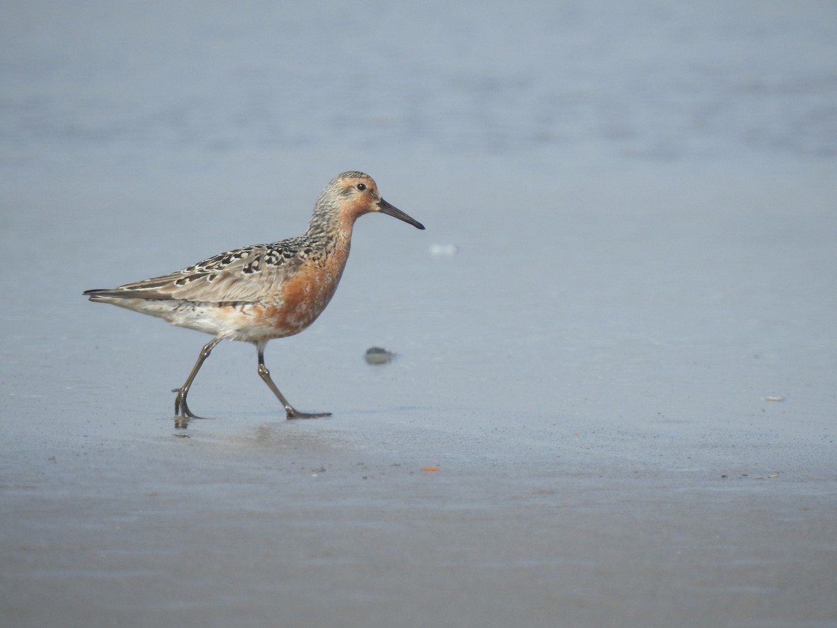 Red Knot - ML156373061