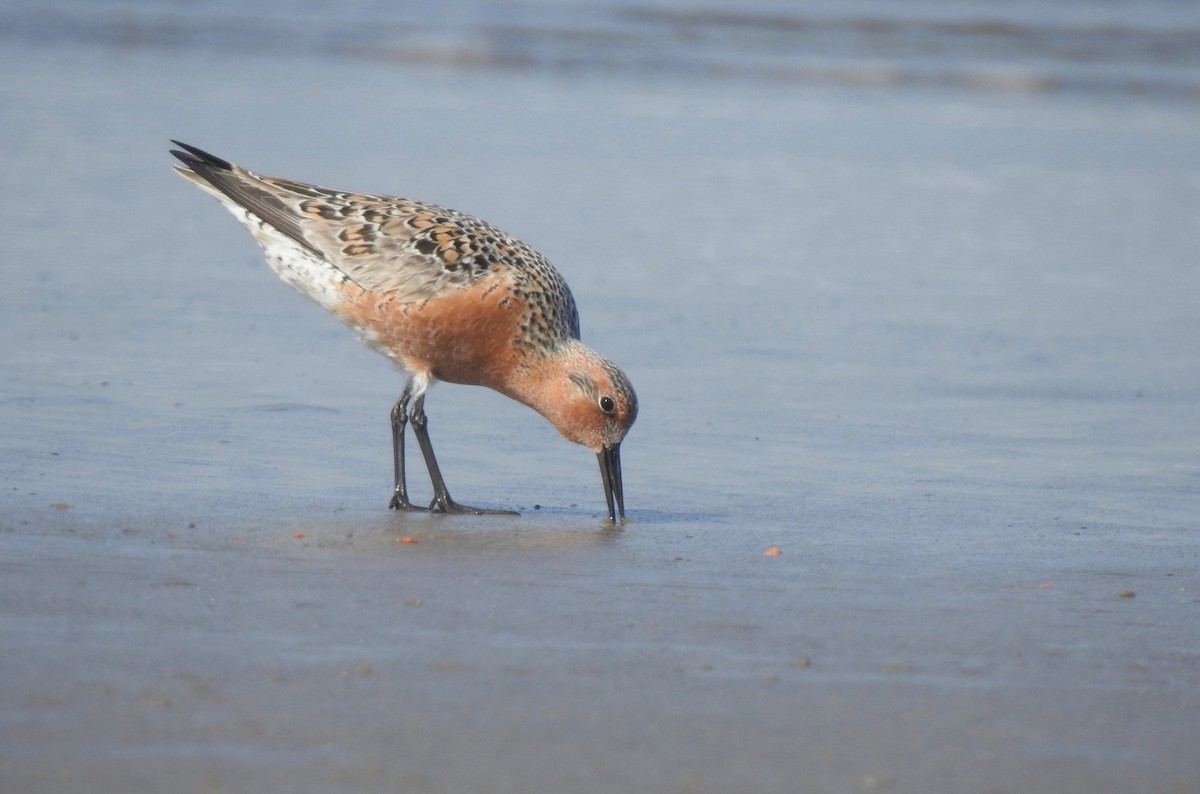 Red Knot - Isaac  Denzer
