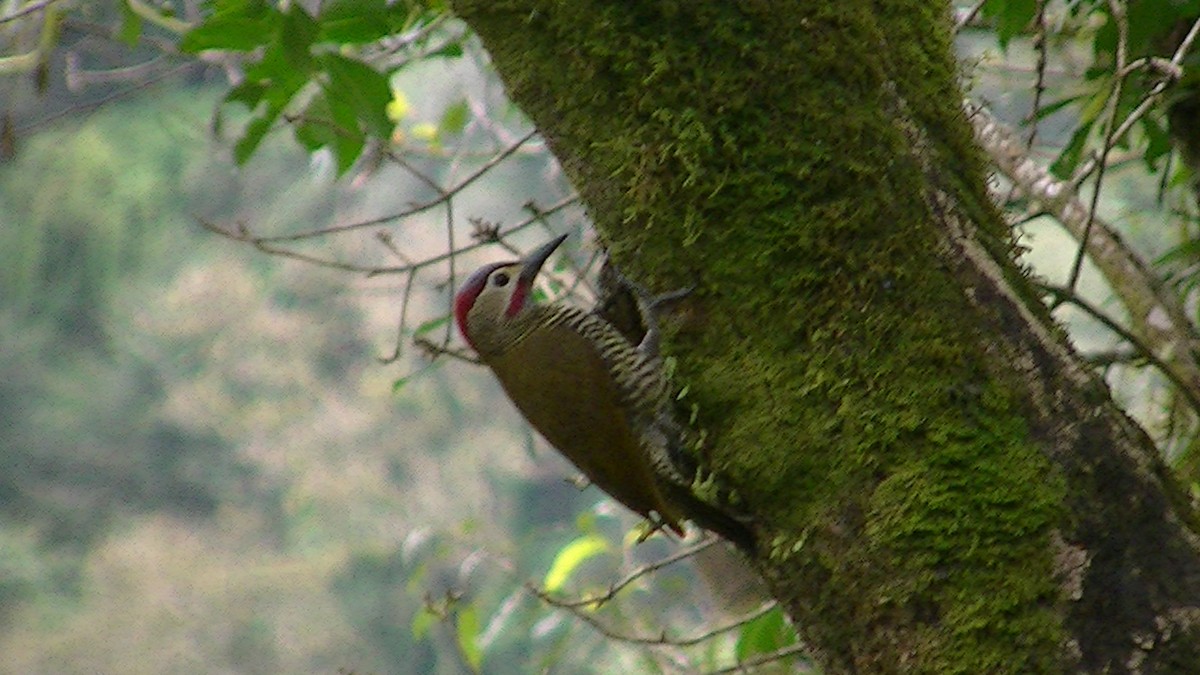 Golden-olive Woodpecker - ML156380081